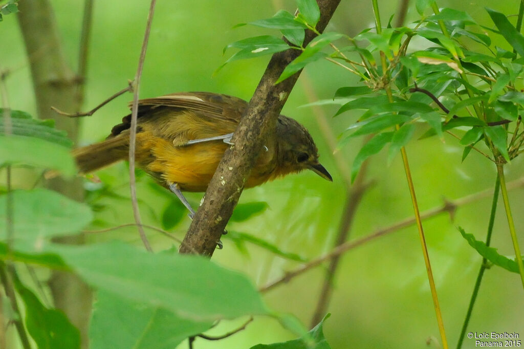 Dusky Antbird