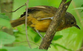 Dusky Antbird