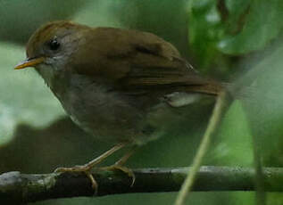 Grive à calotte rousse