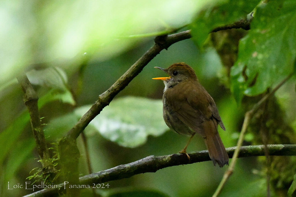 Grive à calotte rousse