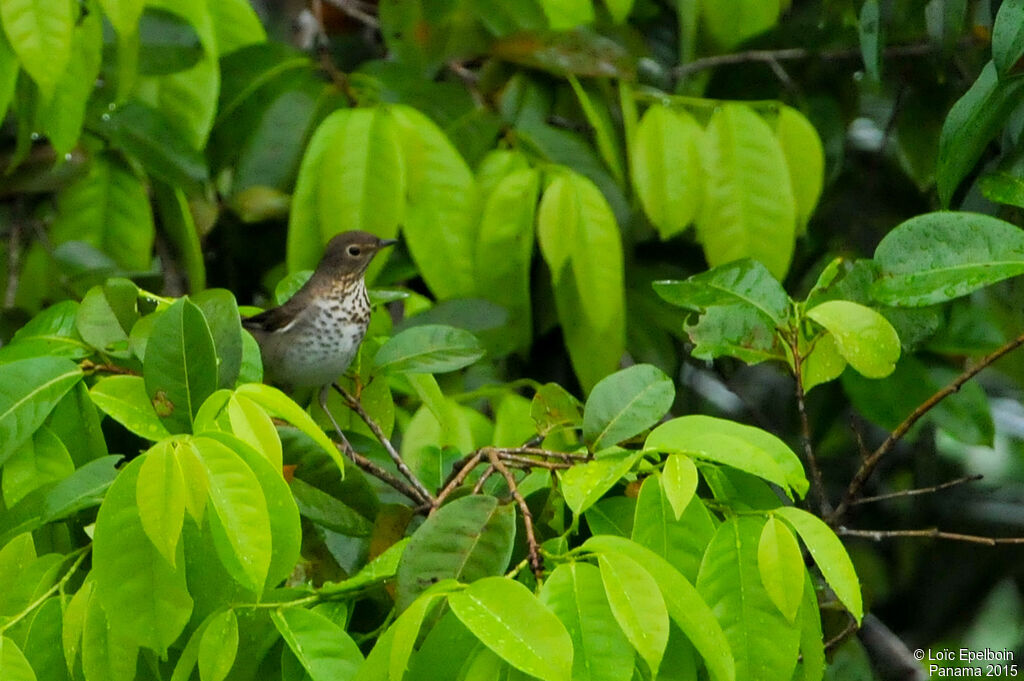 Swainson's Thrush