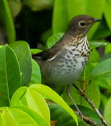 Swainson's Thrush