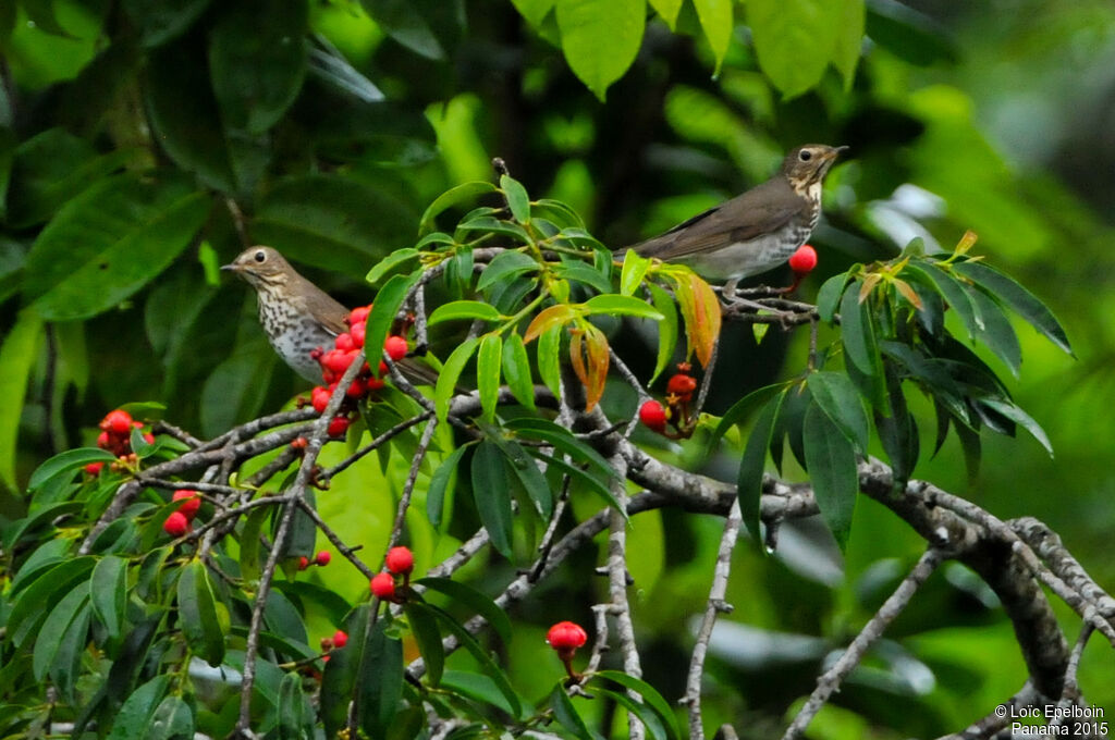 Swainson's Thrush