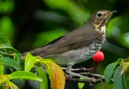 Swainson's Thrush