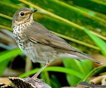 Swainson's Thrush