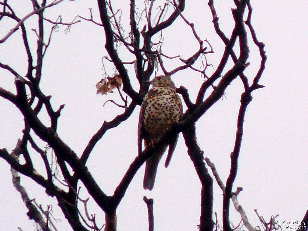 Mistle Thrush