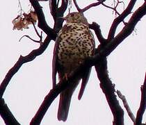 Mistle Thrush