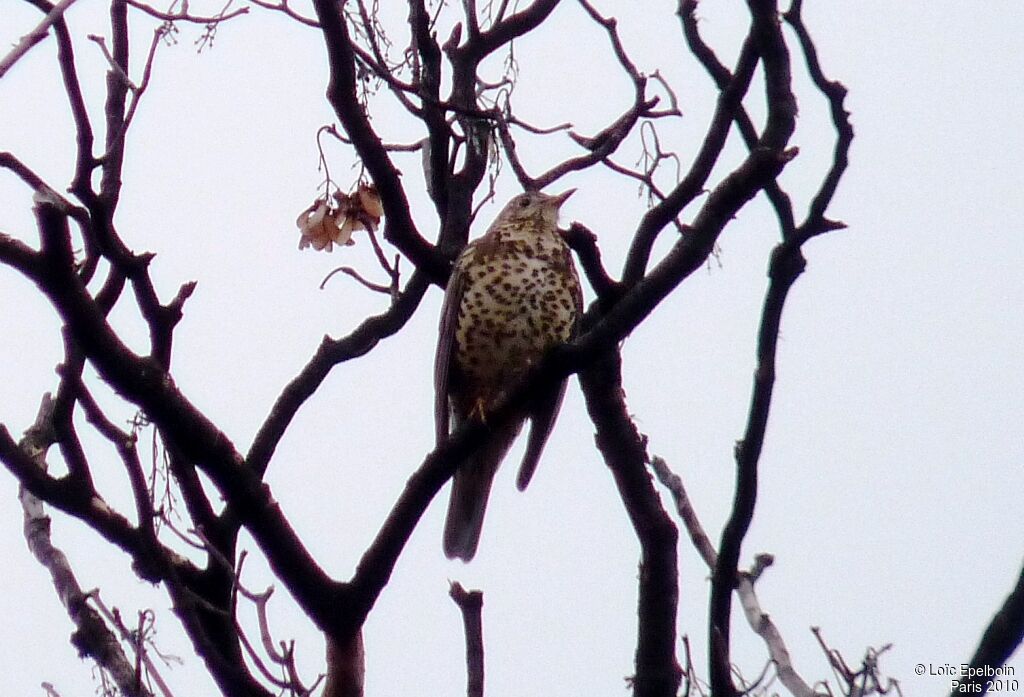 Mistle Thrush