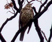 Mistle Thrush