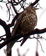 Mistle Thrush