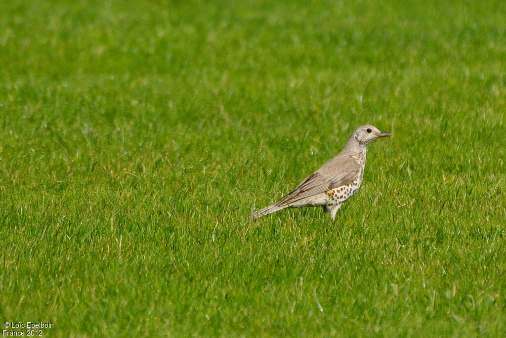 Mistle Thrush