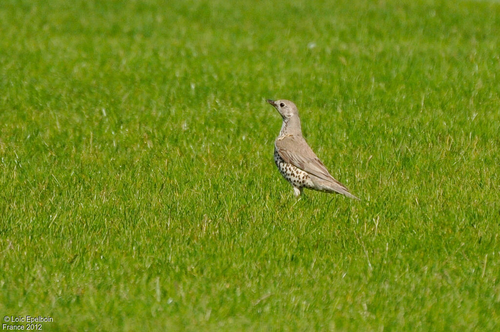 Mistle Thrush