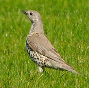 Mistle Thrush