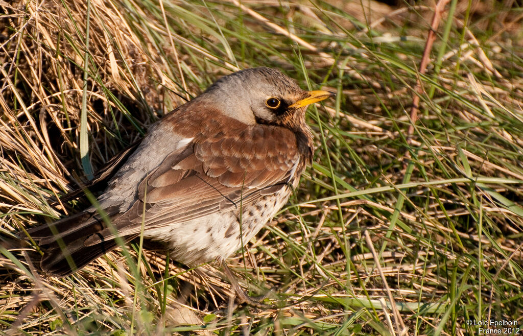 Fieldfare