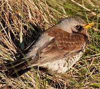 Fieldfare