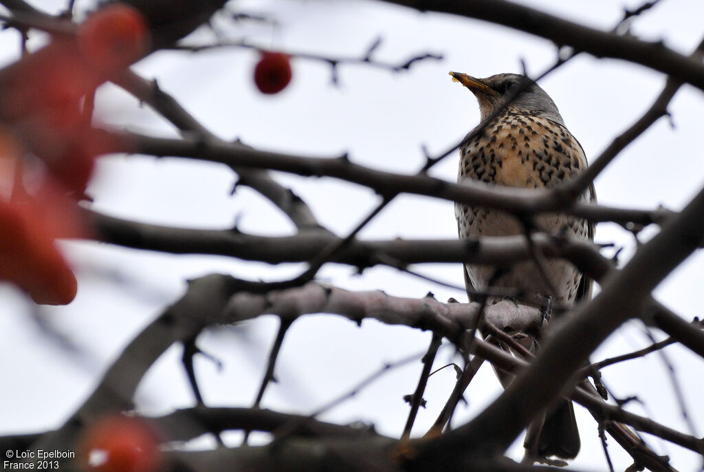 Fieldfare