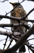 Fieldfare