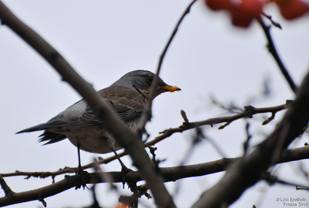 Fieldfare