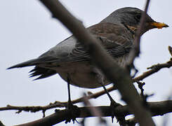 Fieldfare