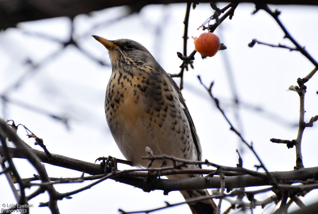 Fieldfare