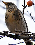 Fieldfare