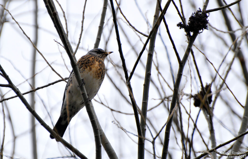 Fieldfare