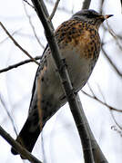 Fieldfare