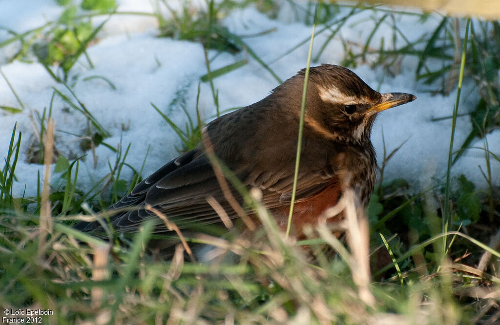 Redwing