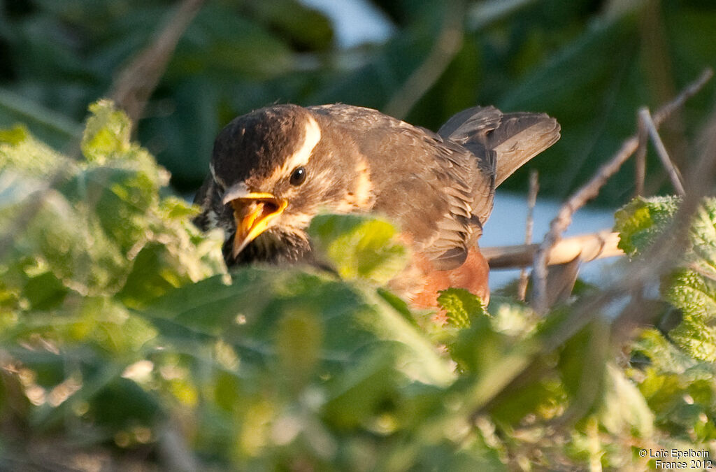 Redwing