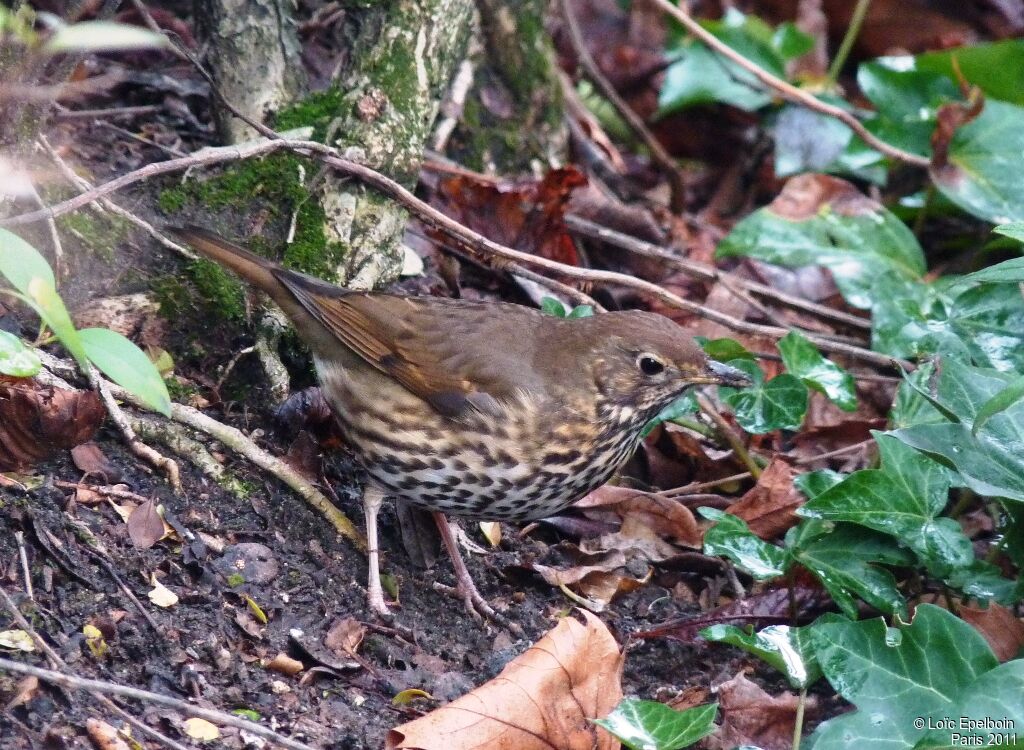 Song Thrush