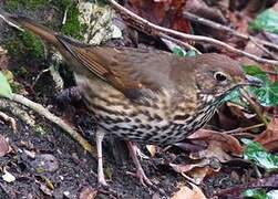 Song Thrush