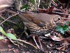 Song Thrush