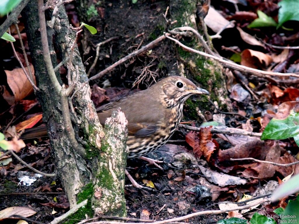 Song Thrush