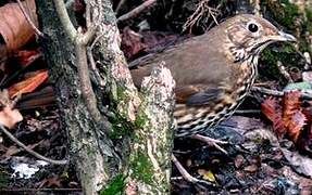 Song Thrush