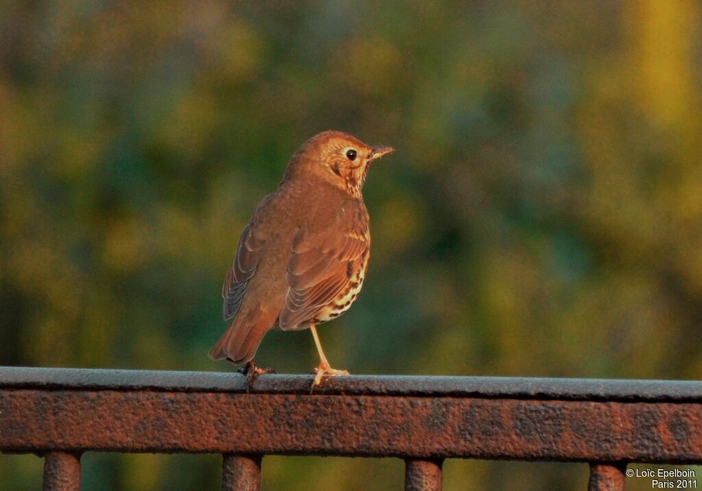 Song Thrush