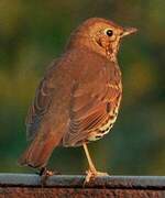 Song Thrush