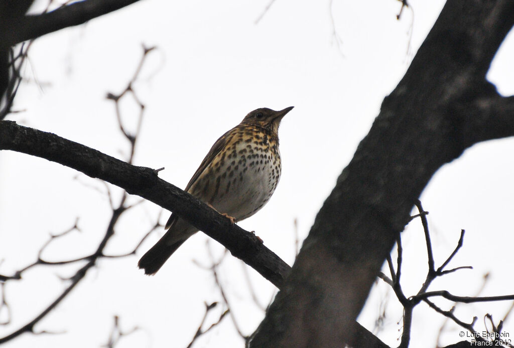 Song Thrush