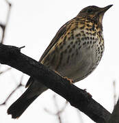 Song Thrush