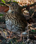 Song Thrush