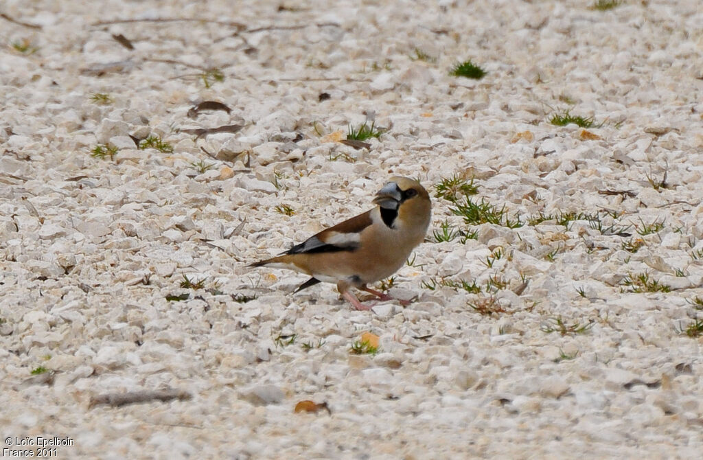 Hawfinch