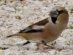 Hawfinch