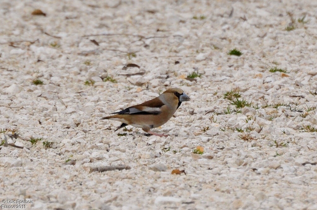 Hawfinch