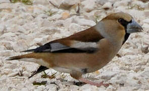 Hawfinch