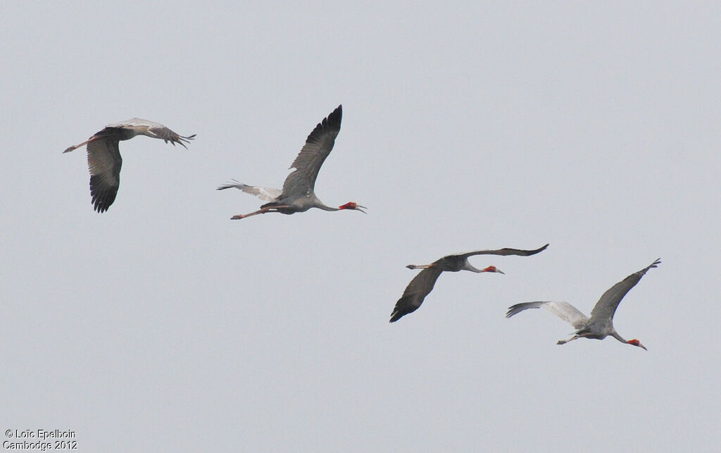 Sarus Crane