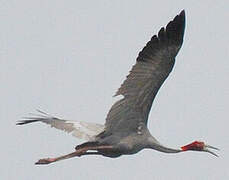 Sarus Crane