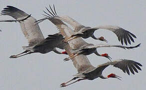 Sarus Crane