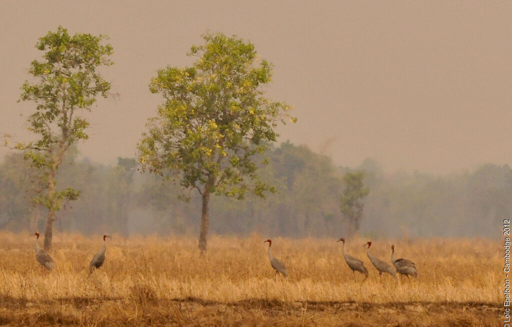 Sarus Crane