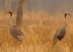 Sarus Crane