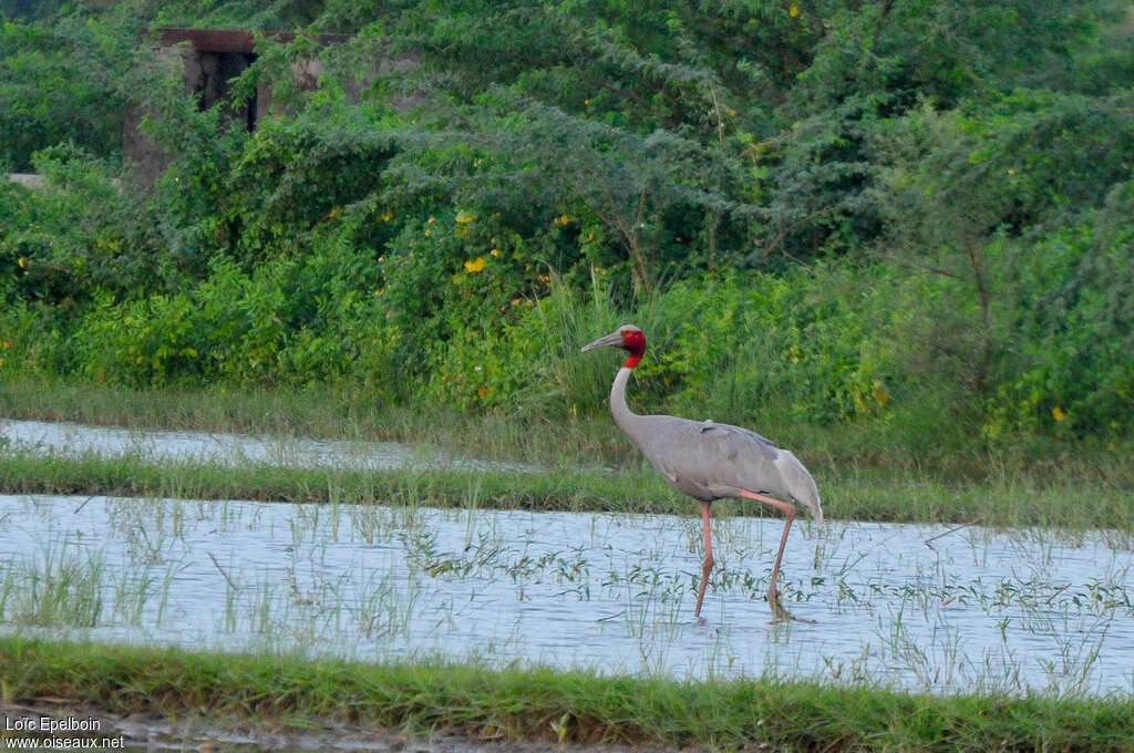 Grue antigoneadulte, habitat, pigmentation