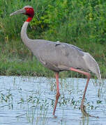 Sarus Crane